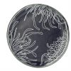 Navy Blue Nut Bowl with Floral Pattern Designed by Anna Vasily - Top View